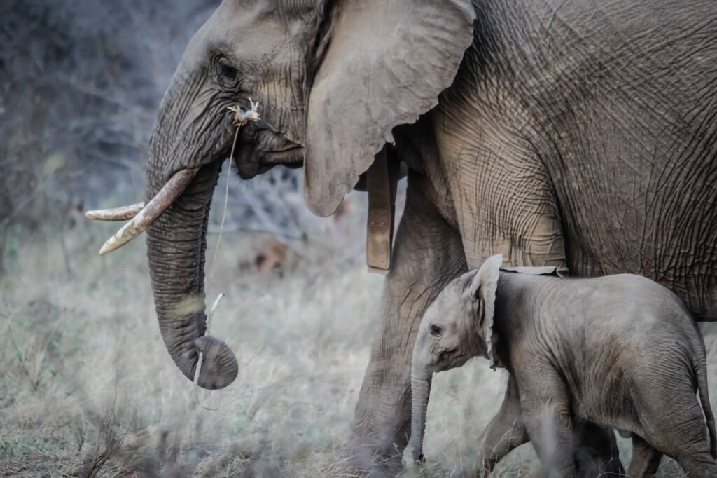 African Wildlife