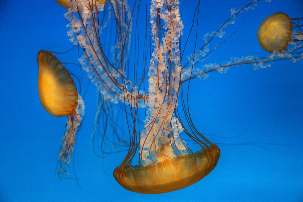 Monterey Bay Aquarium