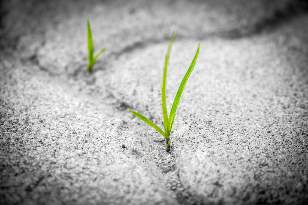 grass, pavement, brick-1913167.jpg